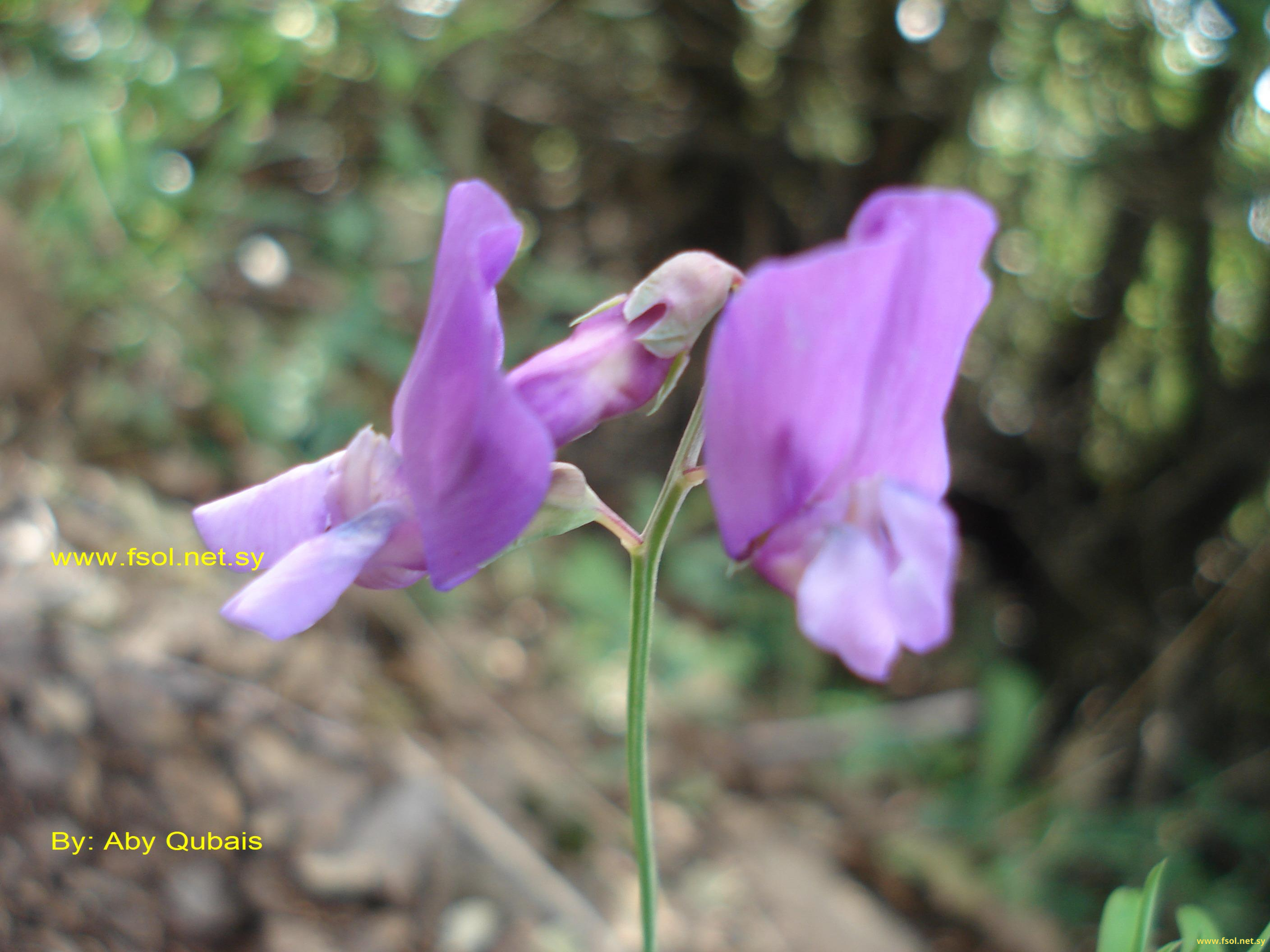 Lathyrus digitatus (Bieb.) Fiori.